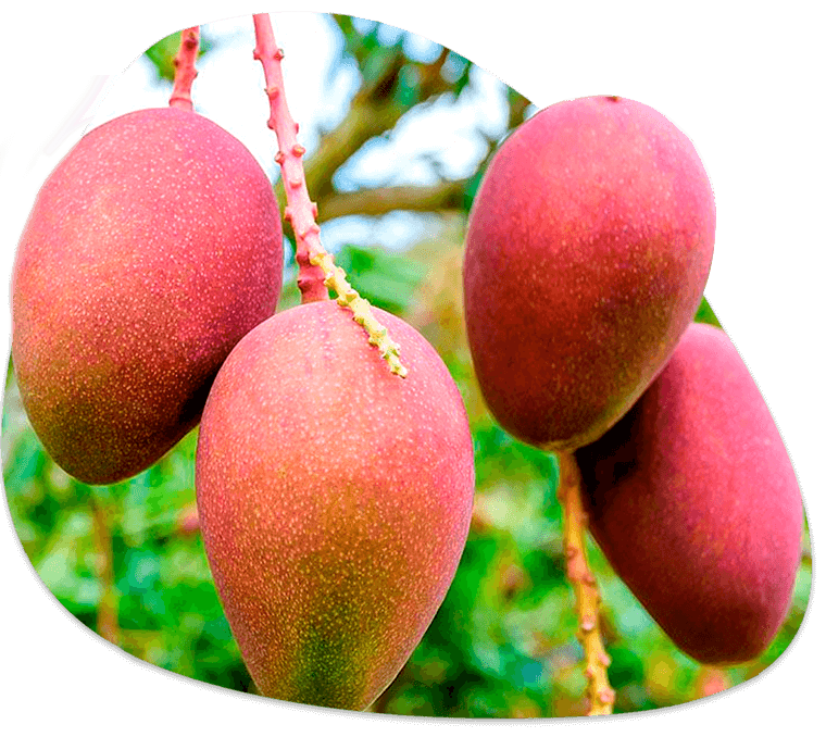 Exportación de Mangos